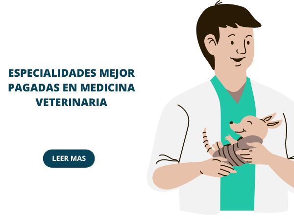 Especialidades mejor pagadas en medicina veterinaria - Aprendelo